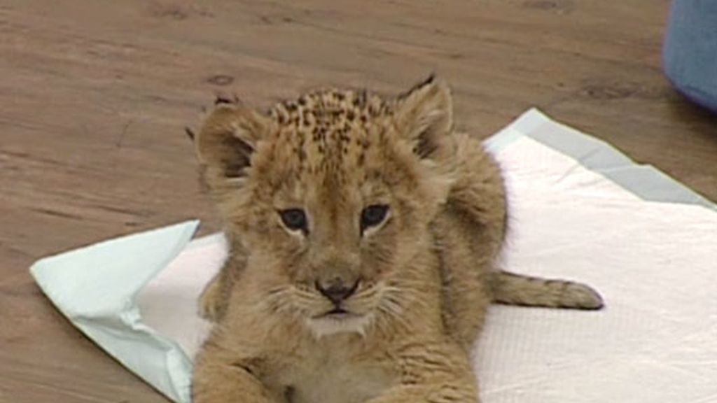 Más animaladas en Gran Hermano