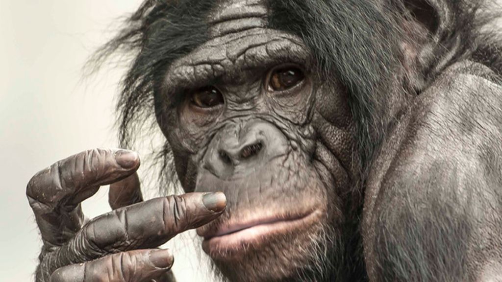 El lado más humano de los chimpancés