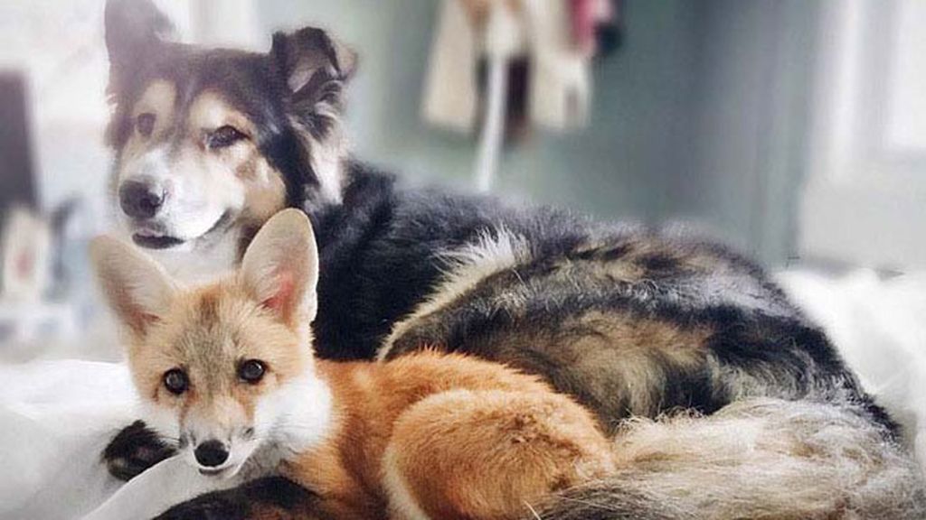 Un perro y un zorro, los mejores amigos