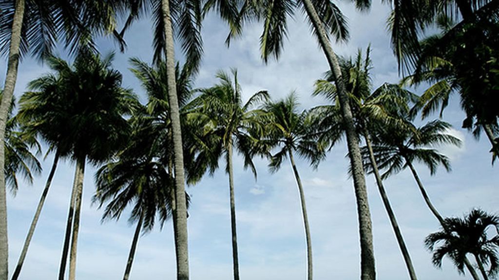 La paradisíaca "Playa Grande", en Costa Rica