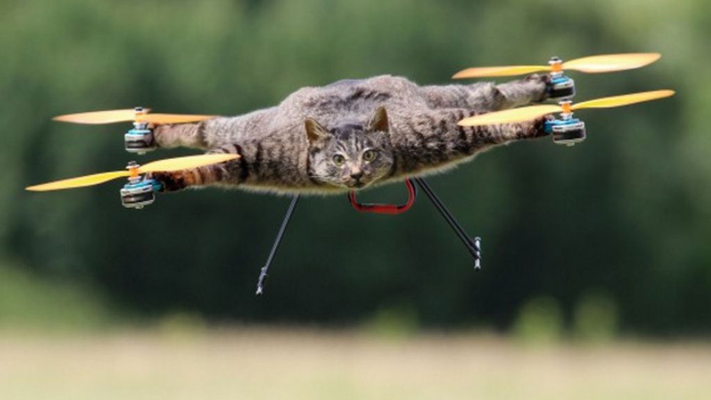 La 'animalista' afición que une la taxidermia y la pasión por los drones