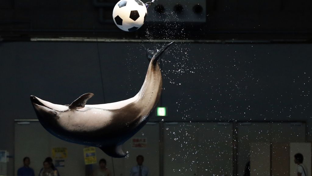 Los animales del Mundial: El Panda Ying, el pingüino Aochan...