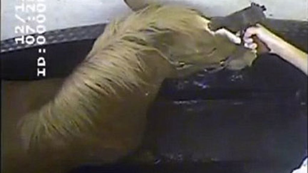 Caballos torturados para vender su carne