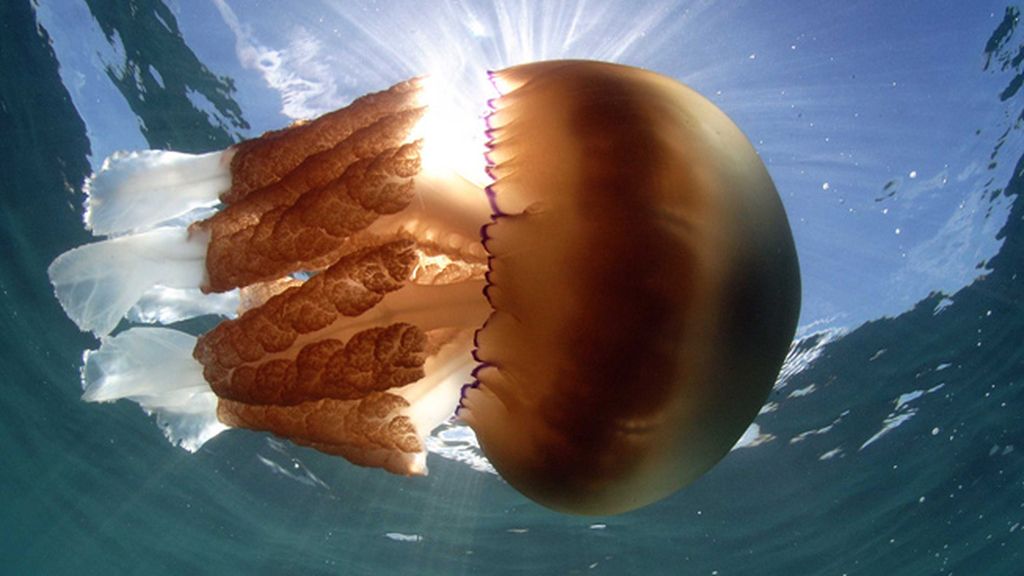 Miden más de metro y medio y pesan unos 30 kilos