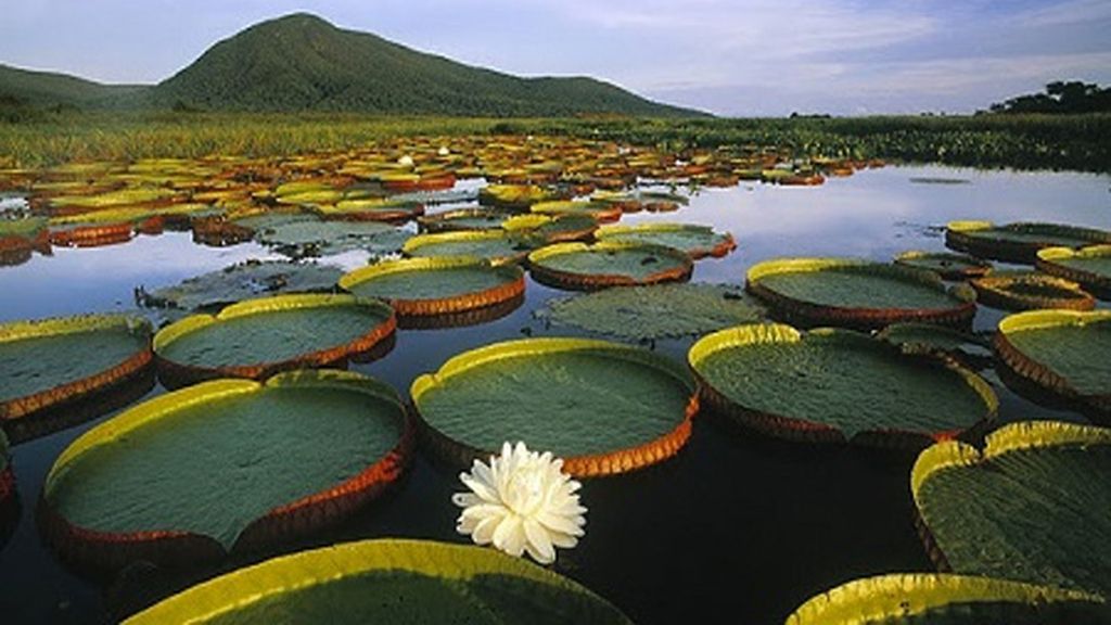 La planta que puede soportar hasta 40 kilos de peso