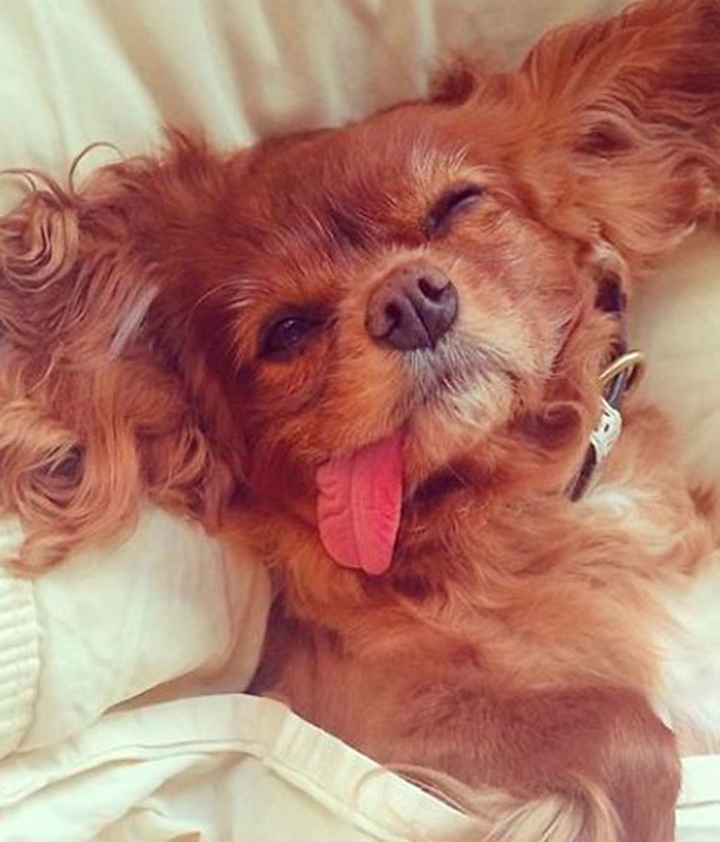 Los mejores momento de Brindis inmortalizados por su dueño