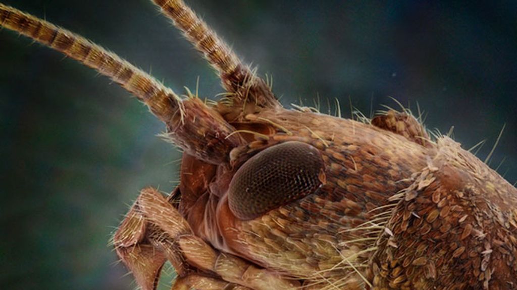 Daniel Kariko retrata la fauna microscópica que vive en nuestras casas