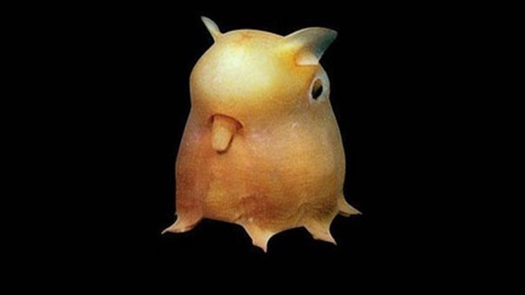 Pulpo Dumbo (Grimpoteuthis)