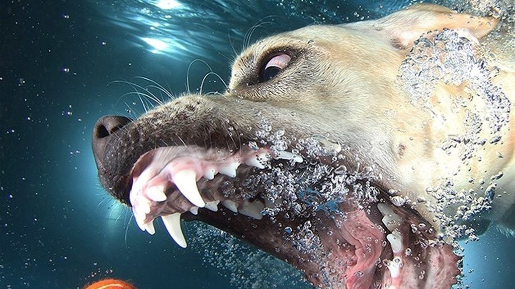 A los perros sí les gusta posar bajo el agua