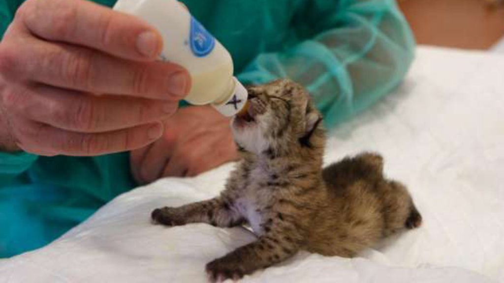 Nacen cuatro cachorros de lince ibérico en el Parque Nacional de Doñana