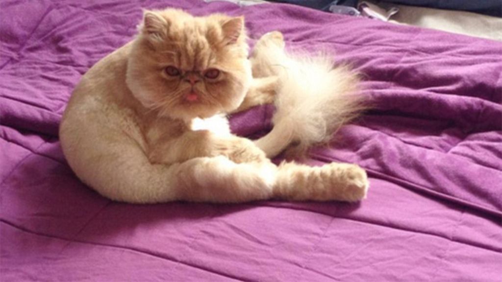 Un gato con una cara muy especial