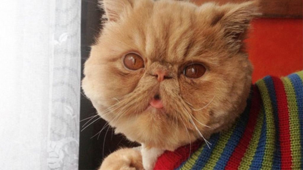 Un gato con una cara muy especial