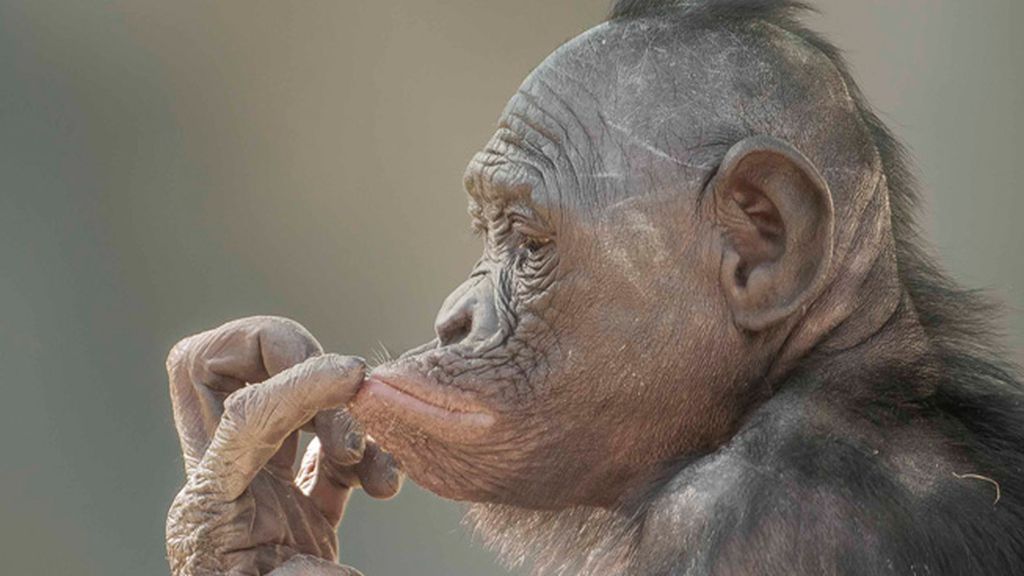 Retratos íntimos en el zoo