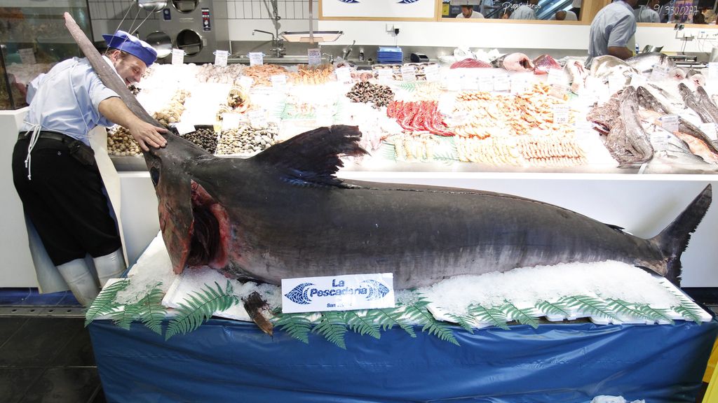 El pescador expone el ejemplar gigante en el mercado de San Antón.