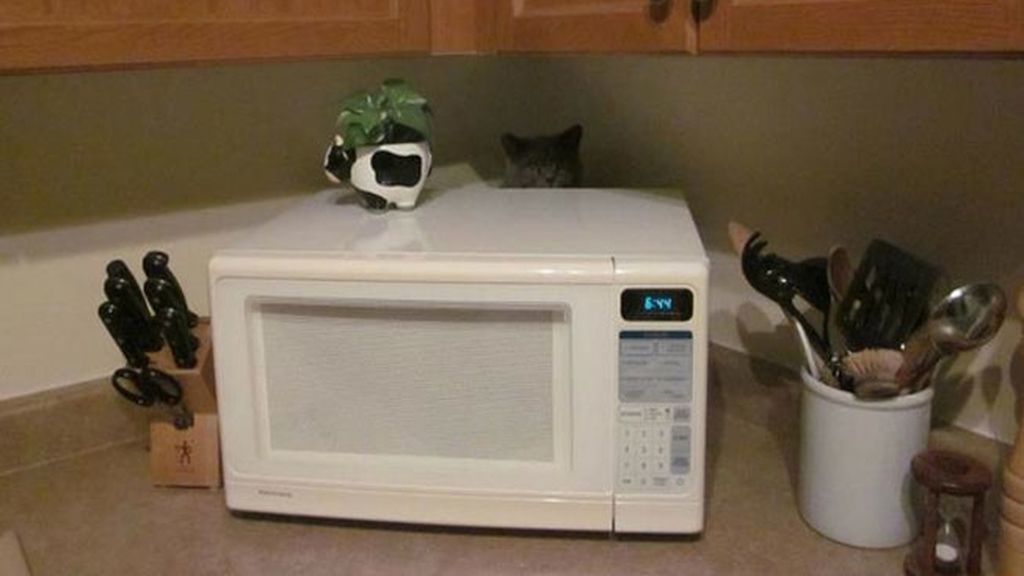 'Creo que he visto un lindo gatito'