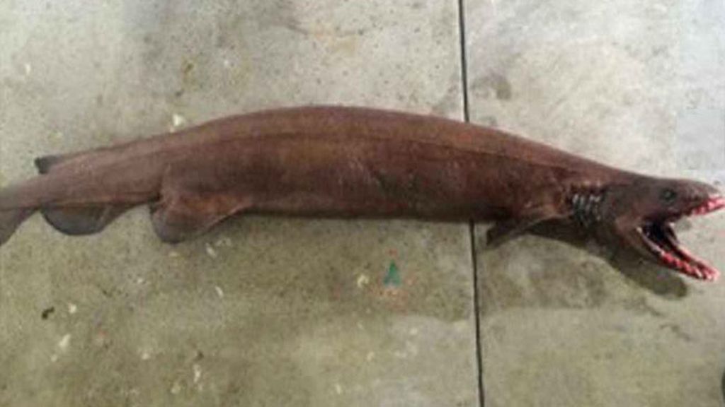 Es un tiburón anguila de dos metros de largo