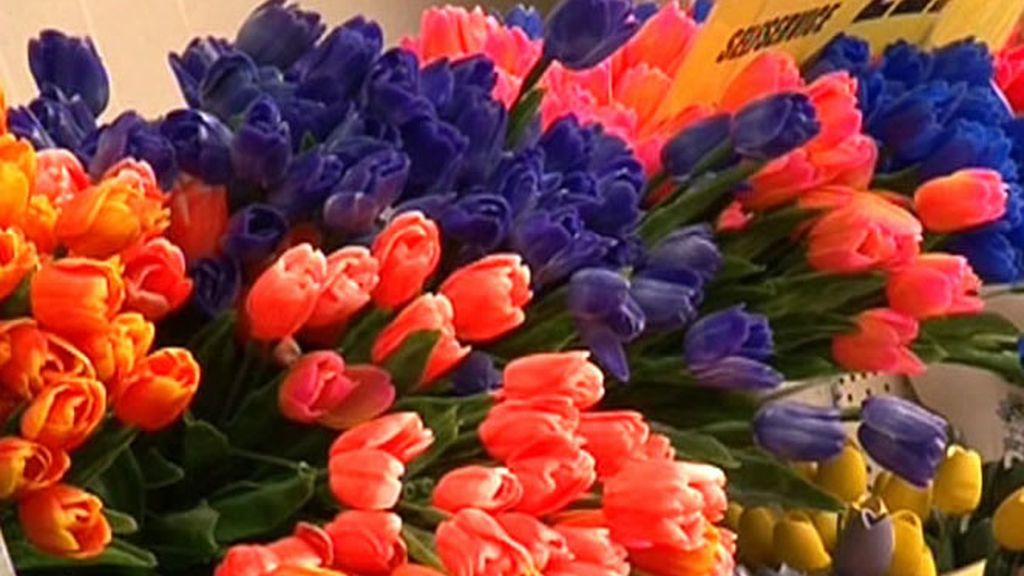 Holanda, el país de los tulipanes