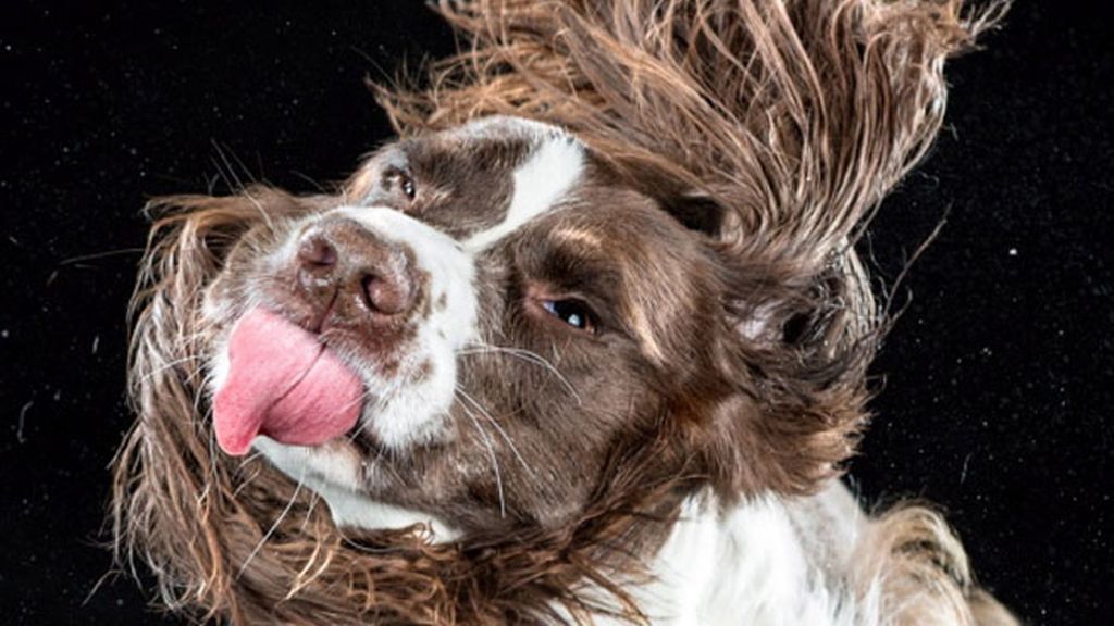 Perros a cámara lenta