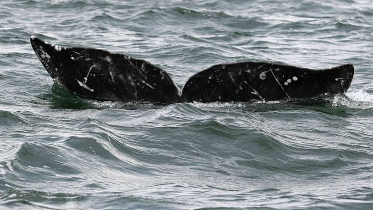 Japón continuará la caza ballenas pese a la orden de la Corte internacional