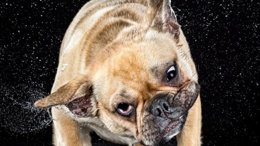 Perros a cámara lenta