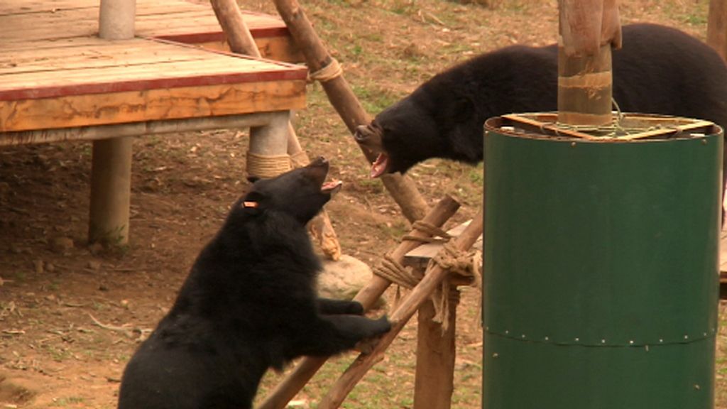 Frank Cuesta denuncia a las mafias que explotan a los osos en Vietnam