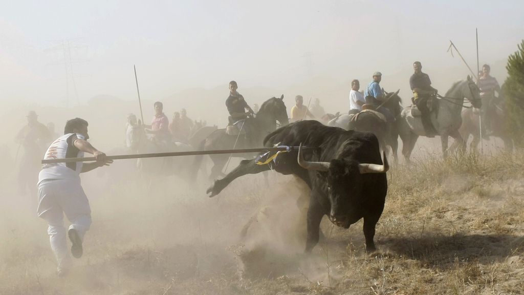 Toro de la Vega