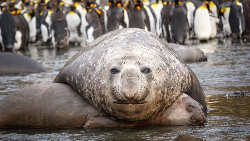 La cópula de un elefante marino