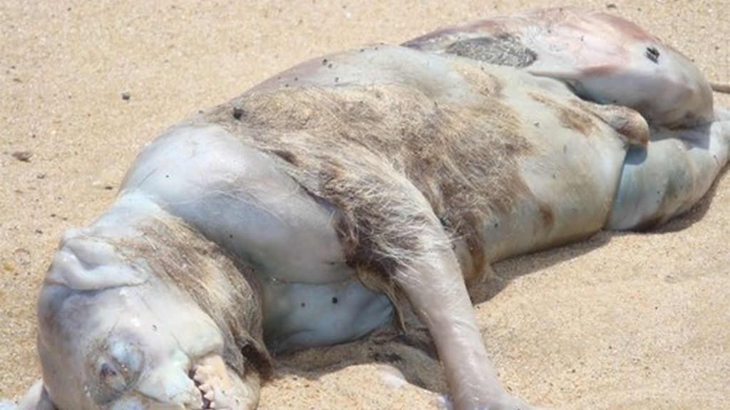 Montauk Monster