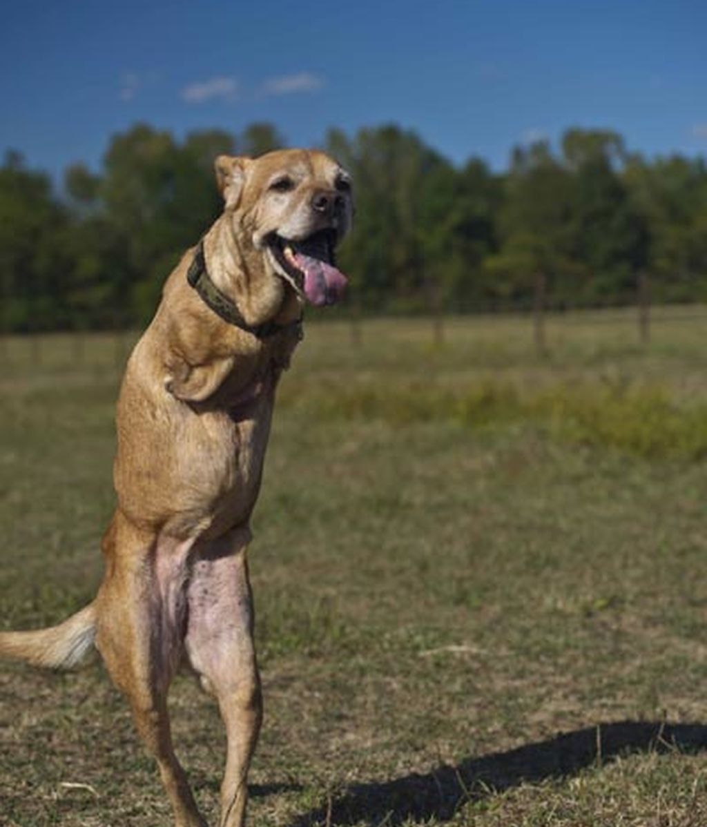 El sorprendente perro de dos patas que camina como un humano