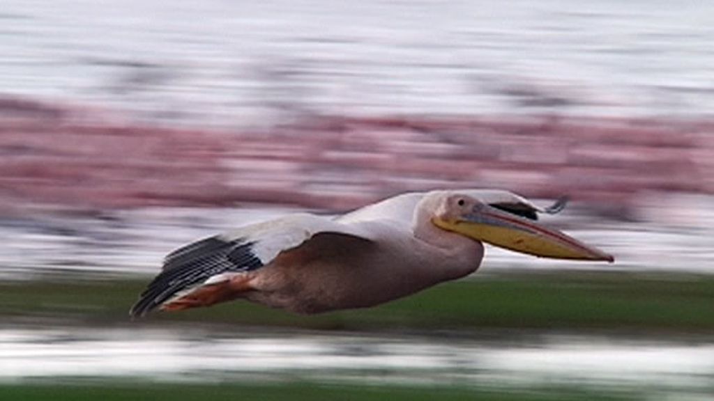 Los humedales y lagos kenianos son el hogar perfeto para multitud de especies de aves