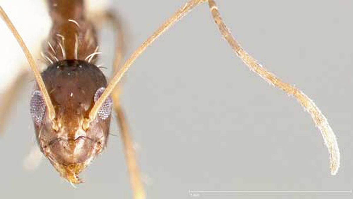 Invasión de ‘hormigas locas’ en Houston