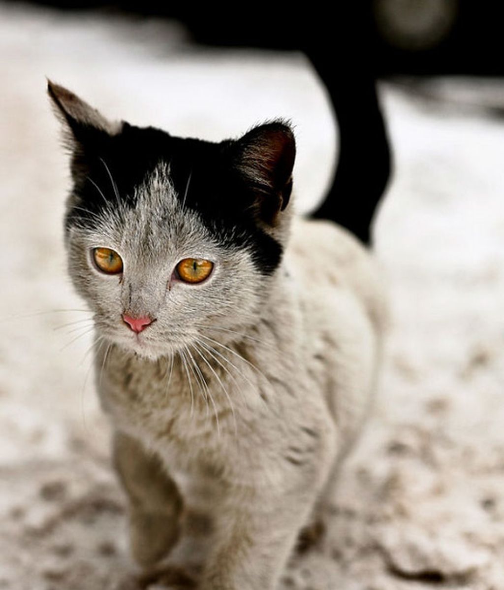 Gatos famosos por su genética
