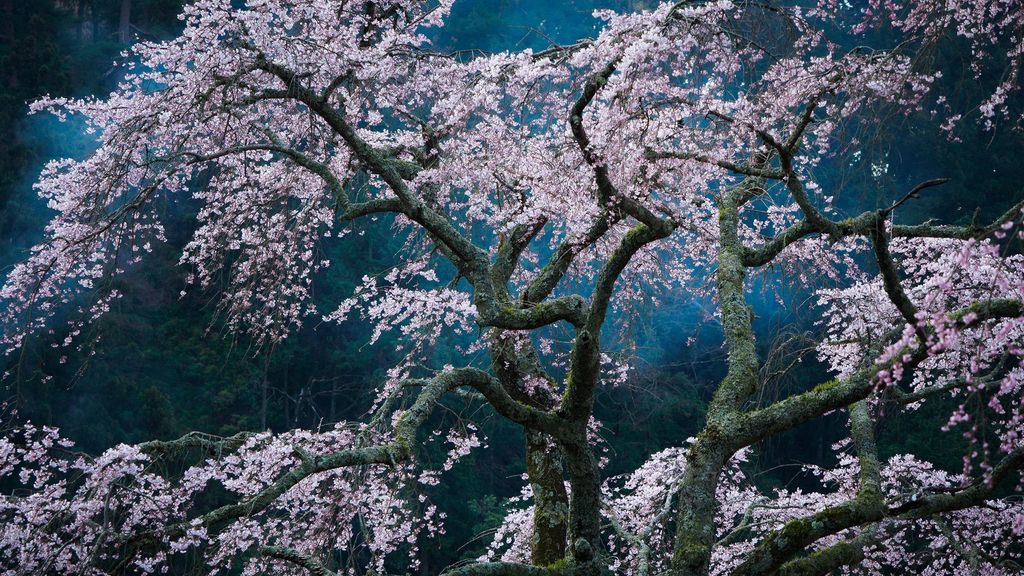 National Geographic busca al fotógrafo de viajes del año