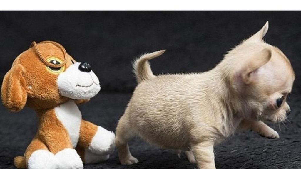 Este perro es aún más pequeño que un chiguagua normal