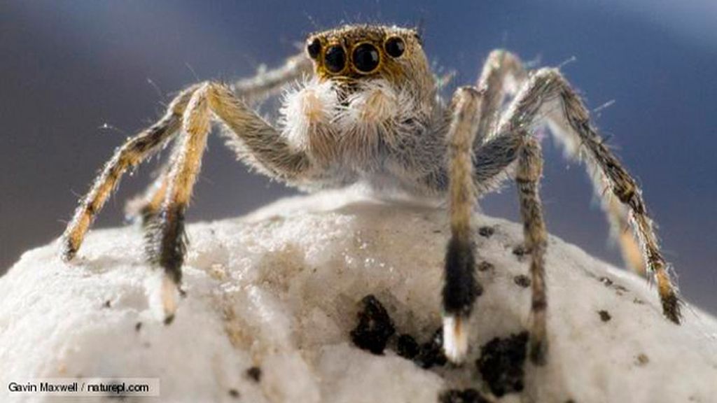Araña saltadora del Himalaya
