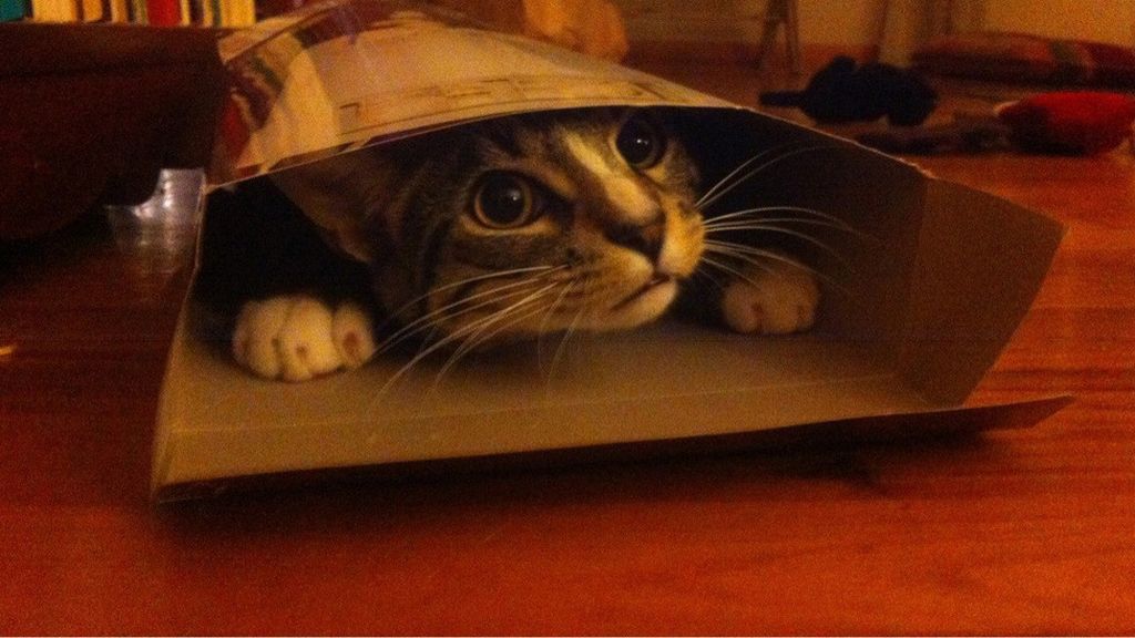 Los gatos se sienten seguros y cómodos cuando se esconden entre cartones