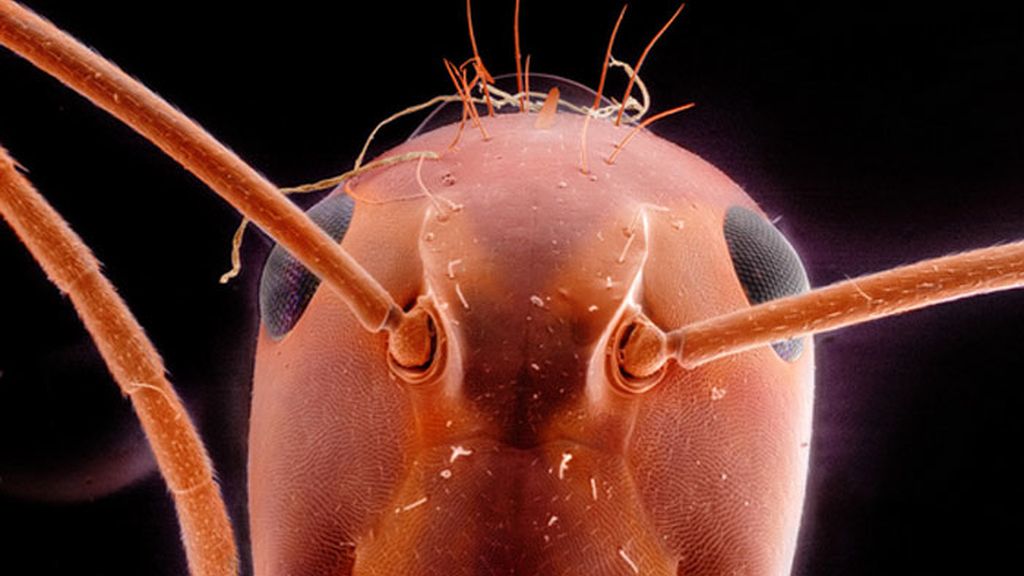 Daniel Kariko retrata la fauna microscópica que vive en nuestras casas