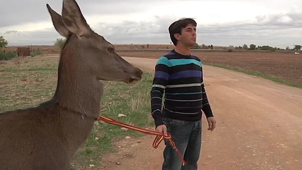 Jabalíes, ciervas, linces, burros, ocas y ponis... unos animales muy domésticos