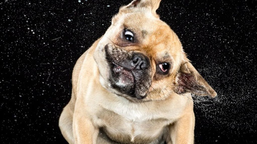 Perros a cámara lenta