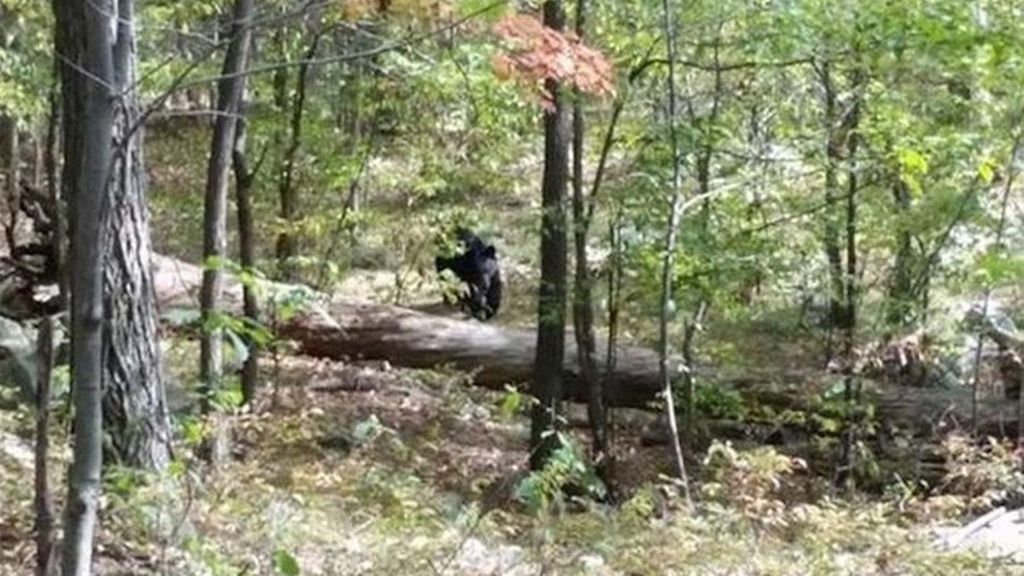 Momento antes al ataque de un oso
