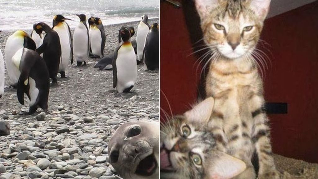 Animales estropeando fotos