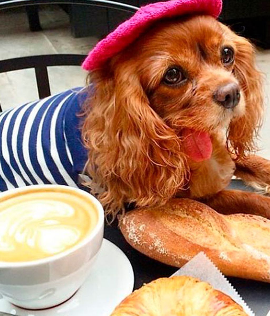 Los mejores momento de Brindis inmortalizados por su dueño