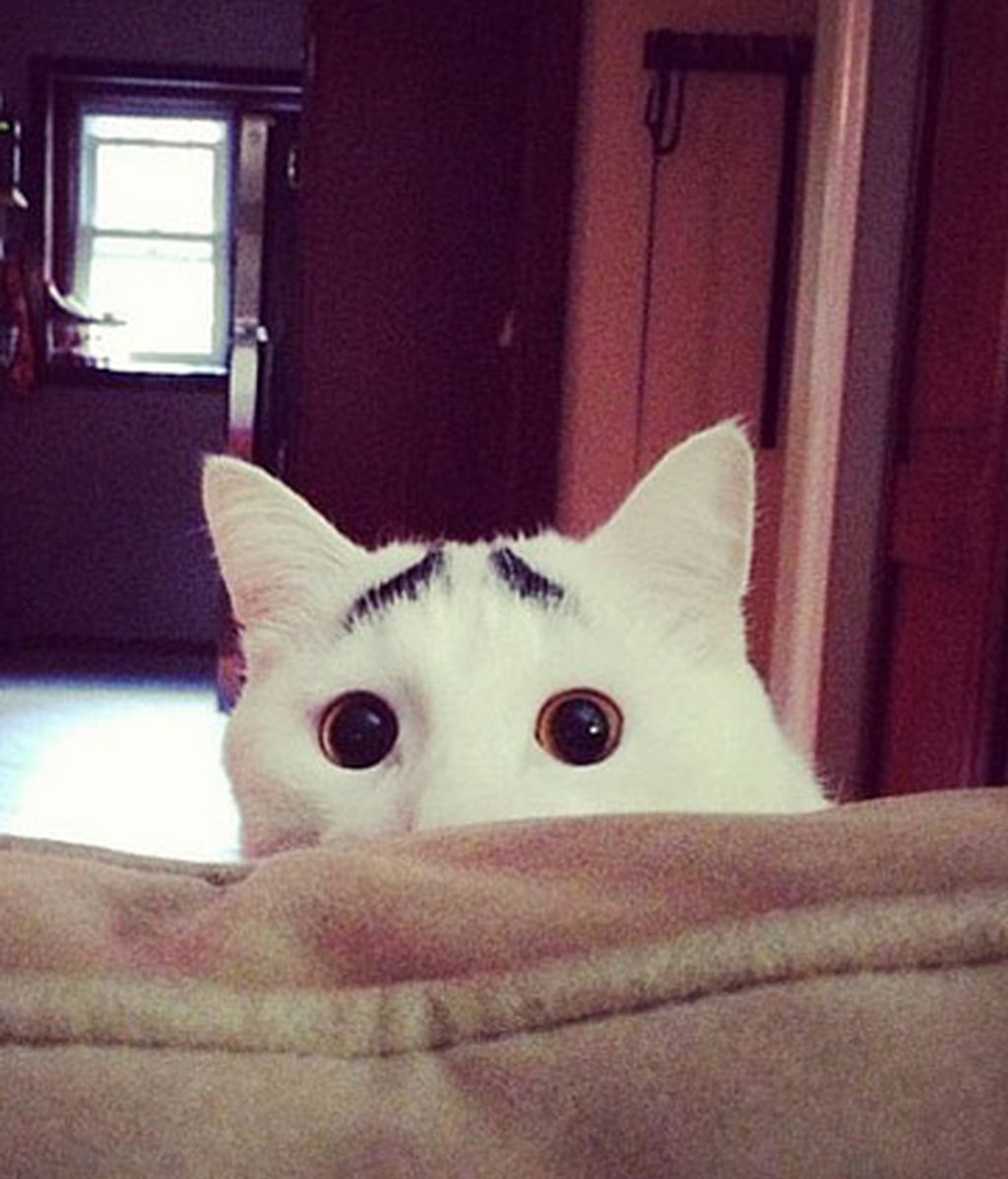 Gatos famosos por su genética Gatos famosos por su genética