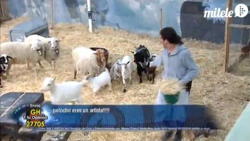 cabras