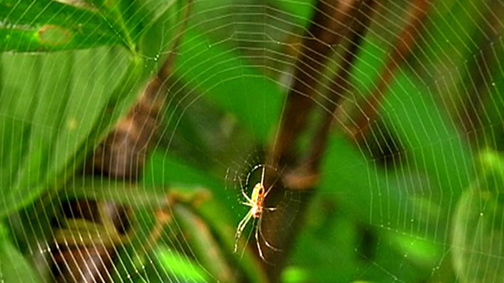 Telaraña perfecta