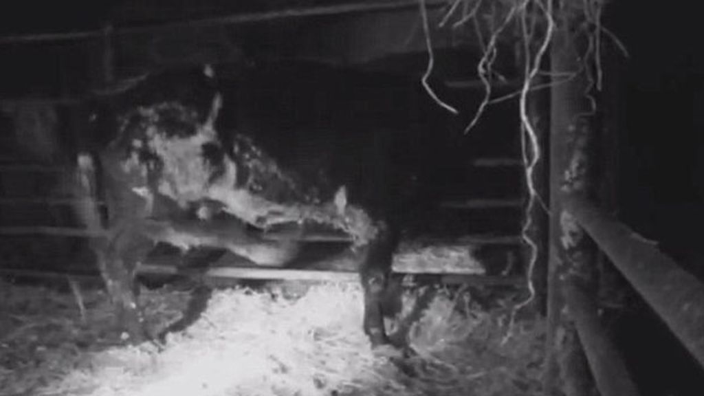 Caballos torturados en Chesire, Londres