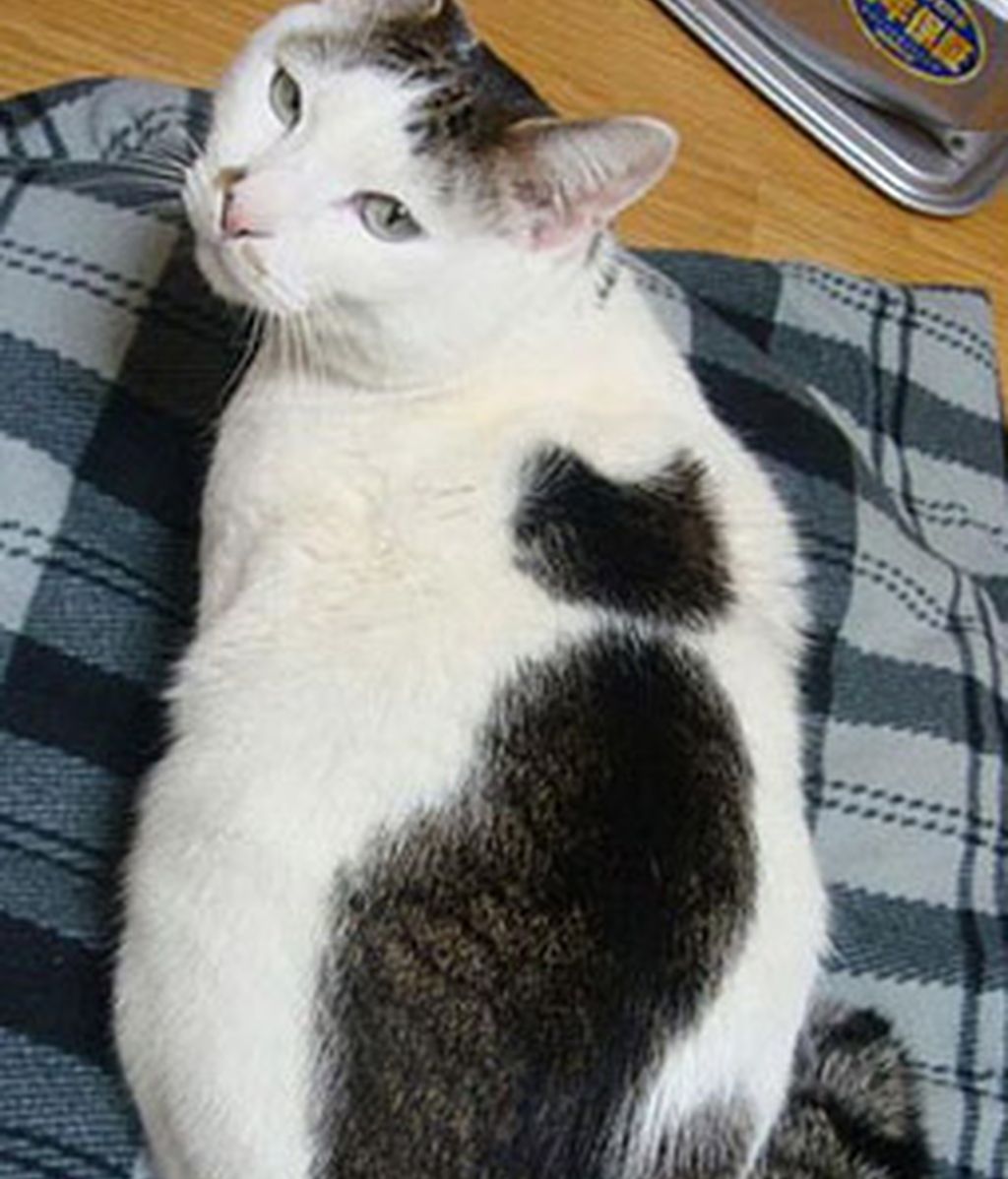 Gatos famosos por su genética