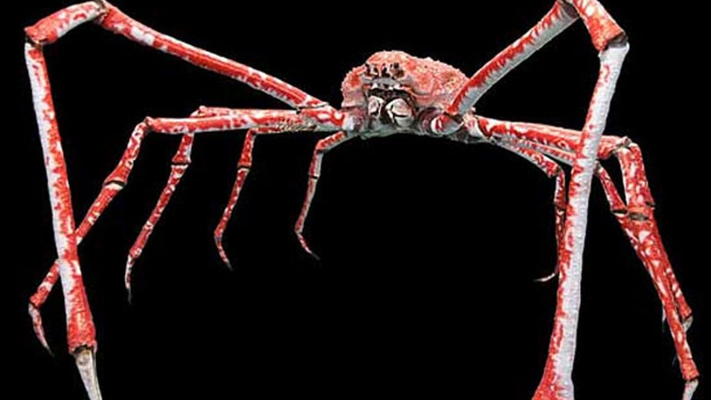 El cangrejo gigante japonés (Macrocheira kaempferi)