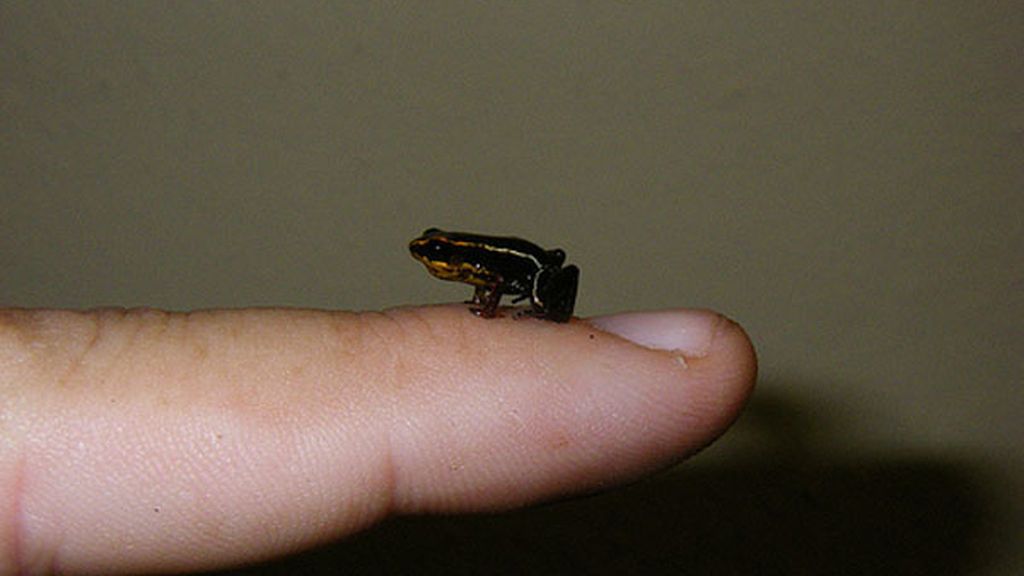 Los animales más pequeños del mundo
