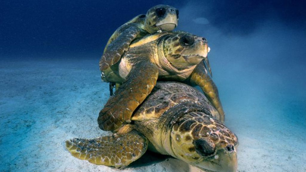 Familia de tortugas en Florida, Estados Unidos